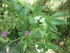 Cirsium monspessulanum