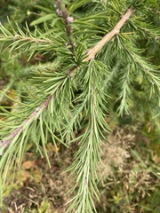 Larix decidua