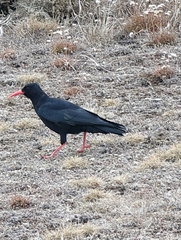 Pyrrhocorax pyrrhocorax