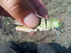 Locusta migratoria
