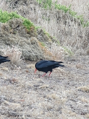 Pyrrhocorax pyrrhocorax