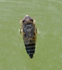 Deltocephalus pulicaris