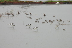 Recurvirostra avosetta