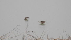 Calidris ferruginea