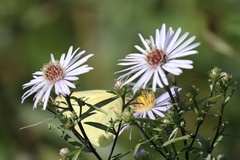 Symphyotrichum subspicatum