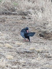 Pyrrhocorax pyrrhocorax