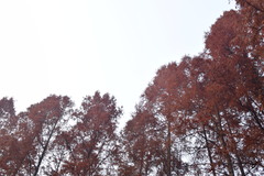 Metasequoia glyptostroboides