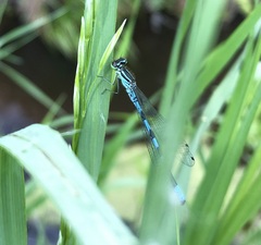 Coenagrion hastulatum