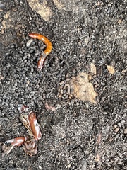 Coleoptera