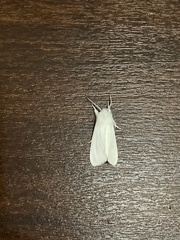 Spilosoma