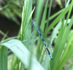 Coenagrion hastulatum