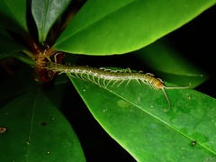 Scolopendridae
