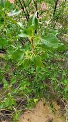 Fraxinus anomala