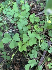 Oxalis