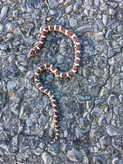 Lampropeltis triangulum