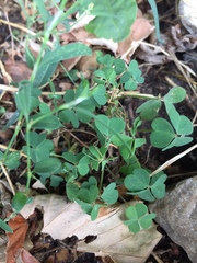Oxalis dillenii