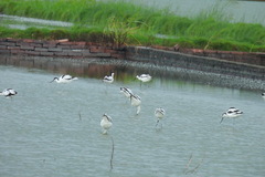 Recurvirostra avosetta