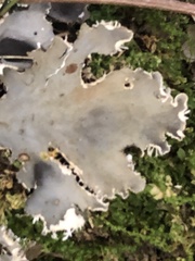 Peltigera