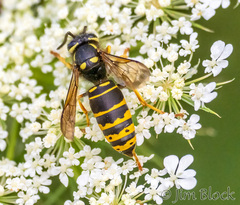 Vespula vidua