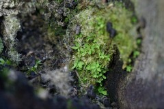 Calymperastrum latifolium