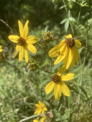 Coreopsis