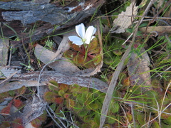 Drosera aberrans