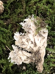 Peltigera