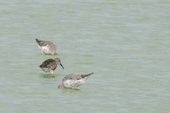 Calidris ferruginea