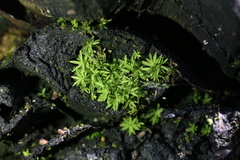 Calymperastrum latifolium