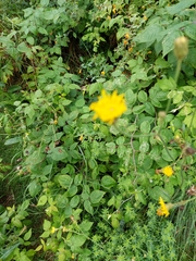 Hieracium lachenalii