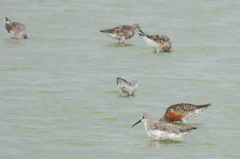 Calidris ferruginea