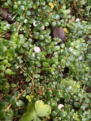 Gaultheria hispidula
