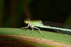 Ischnura pumilio