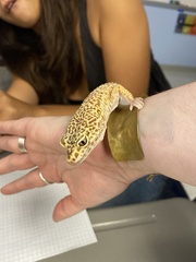 Eublepharis macularius