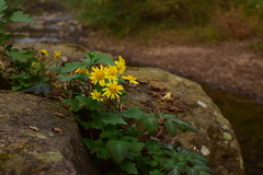Chrysanthemum indicum