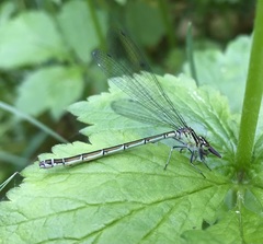 Coenagrion hastulatum
