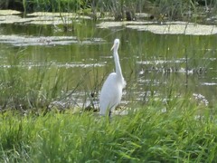 Ardea alba