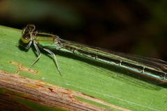 Ischnura pumilio