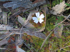 Drosera aberrans