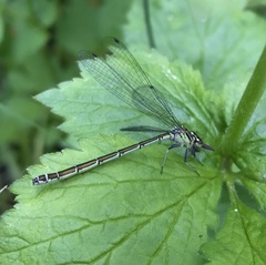Coenagrion hastulatum