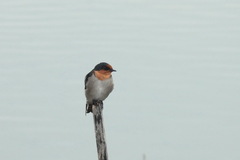 Hirundo tahitica