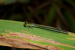 Ischnura pumilio