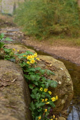 Chrysanthemum indicum