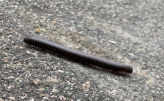 Trigoniulus corallinus