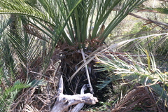 Calymperastrum latifolium