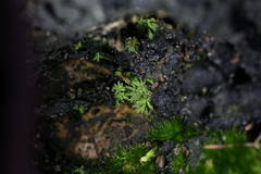 Calymperastrum latifolium