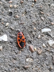 Pyrrhocoris apterus