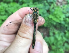 Cordulia aenea aenea