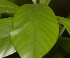 Thiania