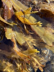 Fucus serratus